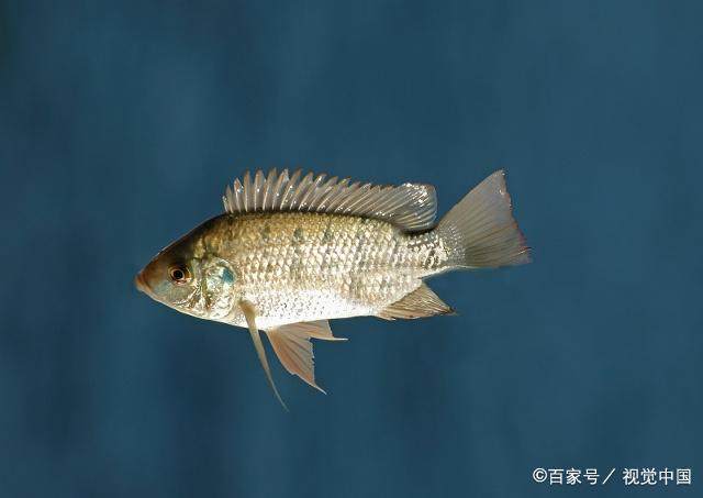 羅非魚的釣時、釣點的選擇，你都知道嗎？看完讓你收獲滿滿