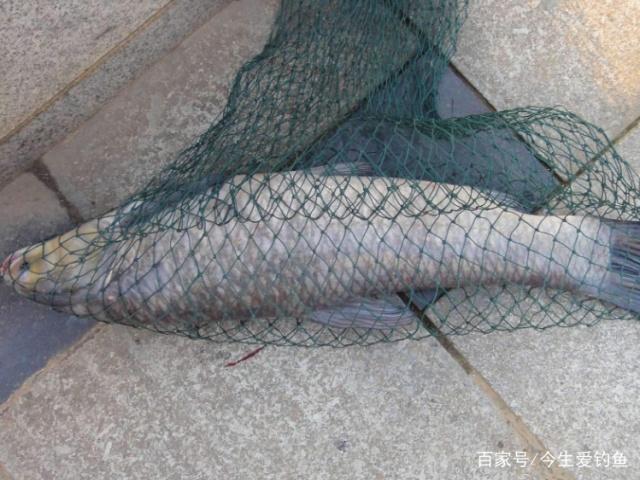 作釣青魚時，了解這些技巧，讓你從此不再空軍！