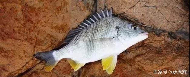 看看海釣風向和風速對磯釣的影響