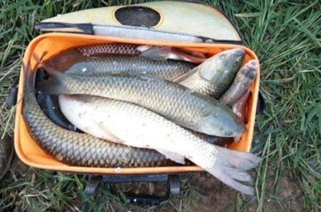 釣草魚什么時間段好上魚？選什么釣位好？