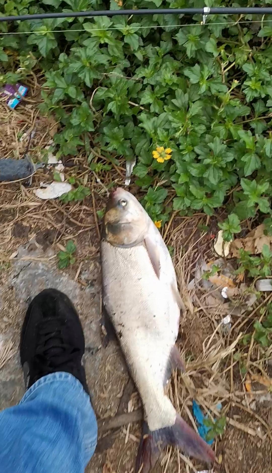 鰱鳙的習性和用什么魚餌釣到鰱鳙