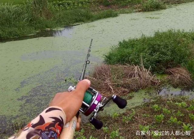 想要垂釣黑魚，那么就要知道黑魚的生活習性，這些值得學習
