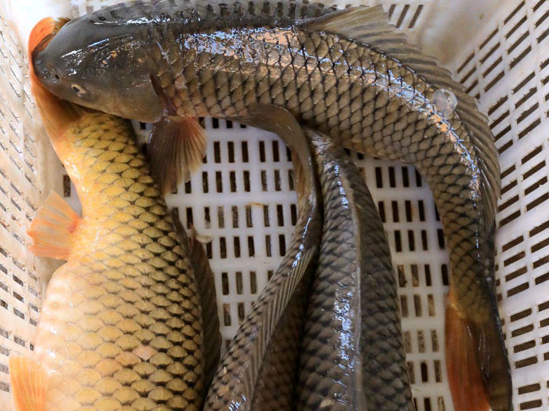 釣鯉魚的方法，掌握技巧才行