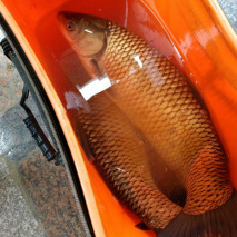 野釣效果顯著的草魚配方，再大的魚也能被你拖上岸！