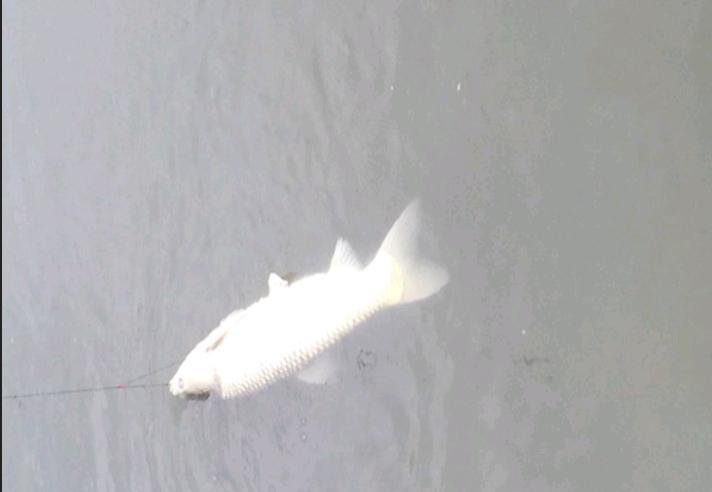 釣草魚如何選擇釣底還是釣浮