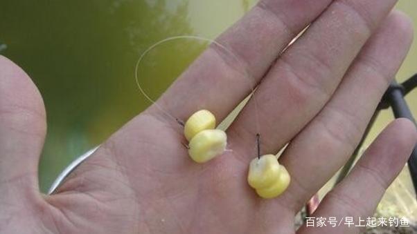 秋季專攻「草魚」三種絕佳釣法，屢戰屢勝，不信你試試