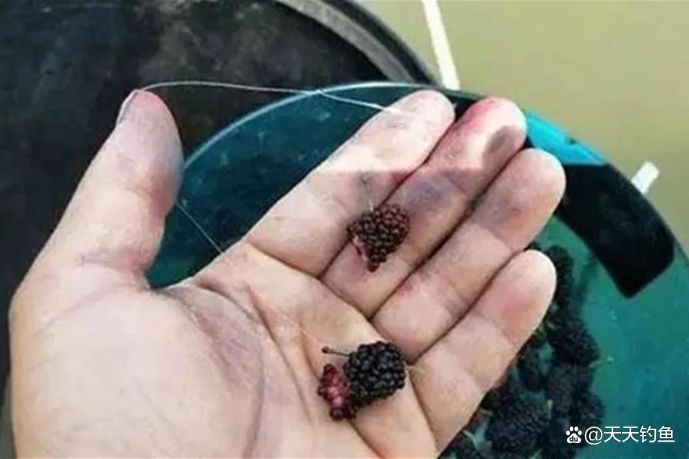 浮釣草魚，掛餌的方法很關鍵，否則提竿全是“空槍”