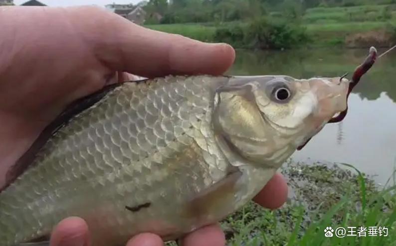 3月份釣鯽魚，還在擔心大板鯽不咬鉤？來試試這些技巧