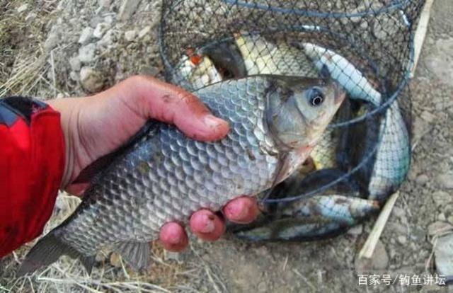 釣魚大師告訴你釣不同的魚用什么窩料最好用，看看你用對了沒有？