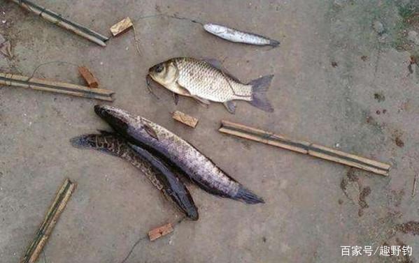 鯽鯉魚難釣到懷疑人生，不如換個釣法“對付”黑魚，上魚肯定快！