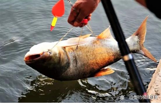 夏季手竿釣鰱鳙，教你3個“連竿秘訣”，學會了不愁大魚不上鉤