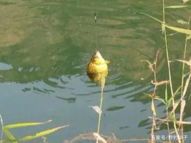 春季釣魚，這3種釣點才最“藏魚”（推薦）