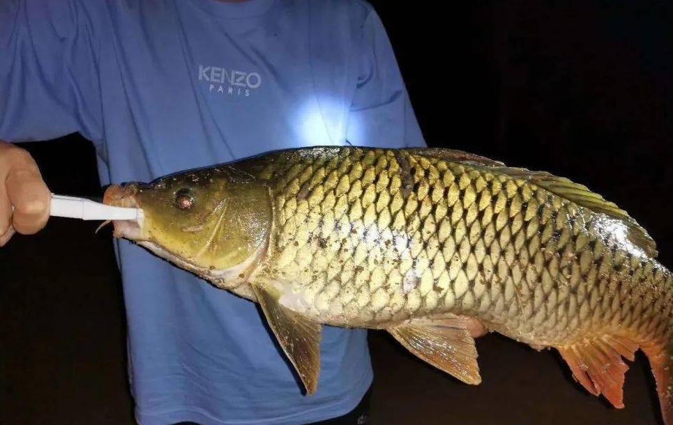 盛夏野釣鯉魚，釣鈍是首選，一早一晚有魚獲