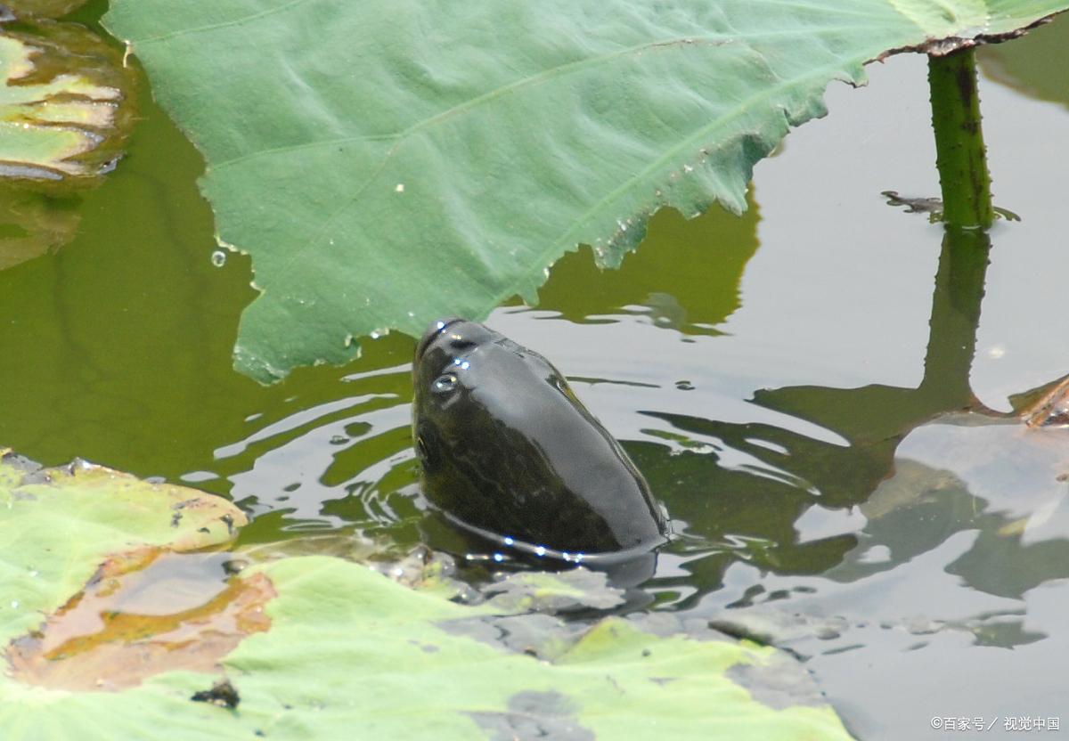夏季如何釣草魚？學會這些技巧，釣獲十幾斤草魚也不是問題