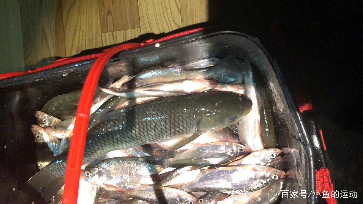 筏釣草魚！作釣經驗、都是干貨