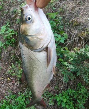 學會找魚層 野釣鰱鳙爆護