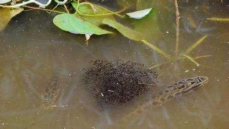 如何釣兇猛的黑魚？掌握這幾種方法讓你收獲翻倍