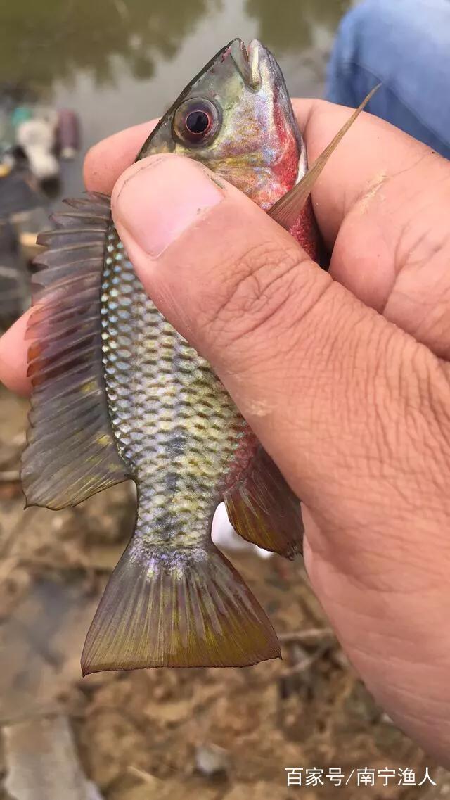 空鉤點窩釣大羅非教程