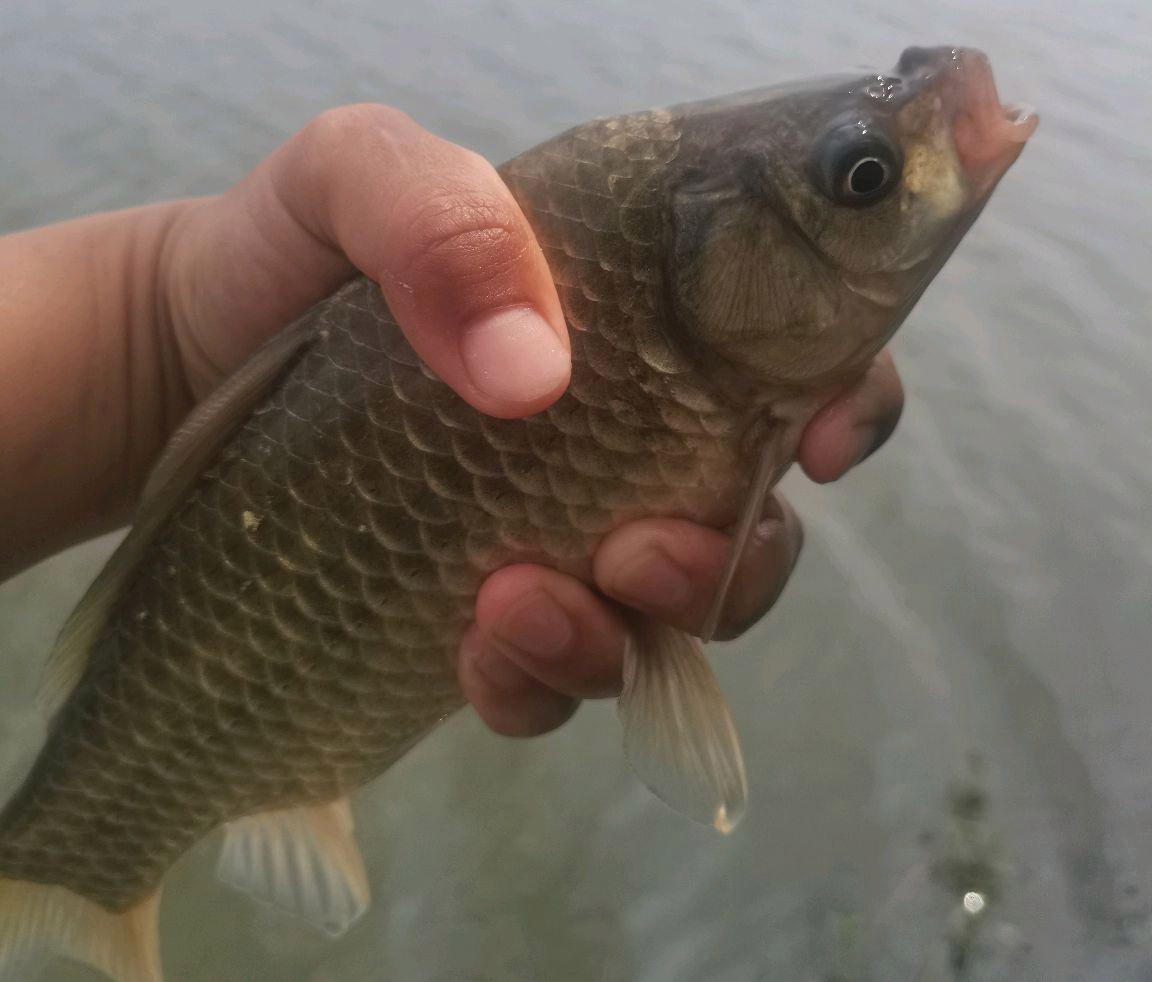 野釣鯽魚的集中位置如何找？釣它要注意什么用什么餌釣？一次講完