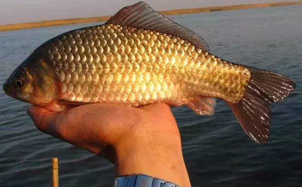 夏季大鯽魚越來越難釣？從3個方面改變，垂釣漁獲量大大提升