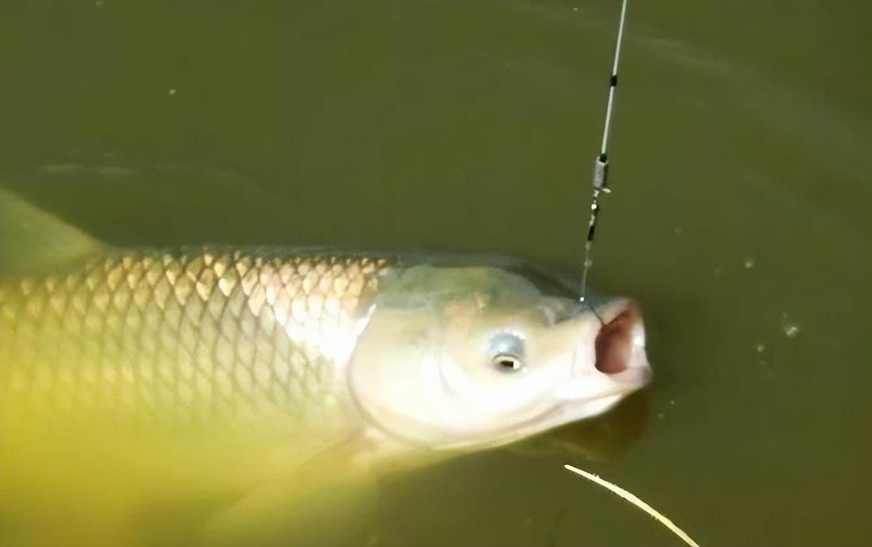 釣草魚，為什么釣底比釣浮更好？因為滿足這2個條件的太少
