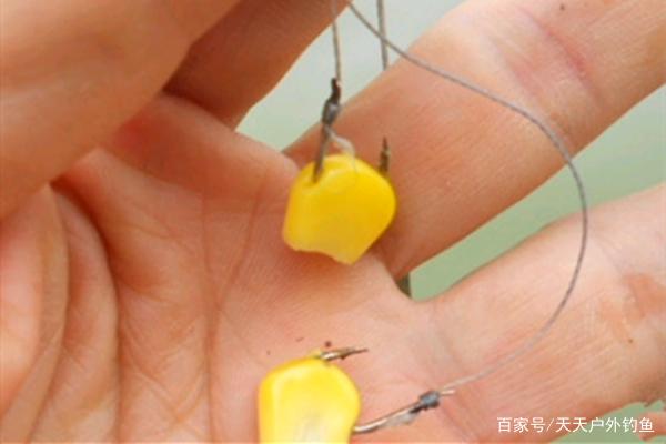 素餌之王，玉米餌料的8種配方，夏季野釣大魚必備餌料！