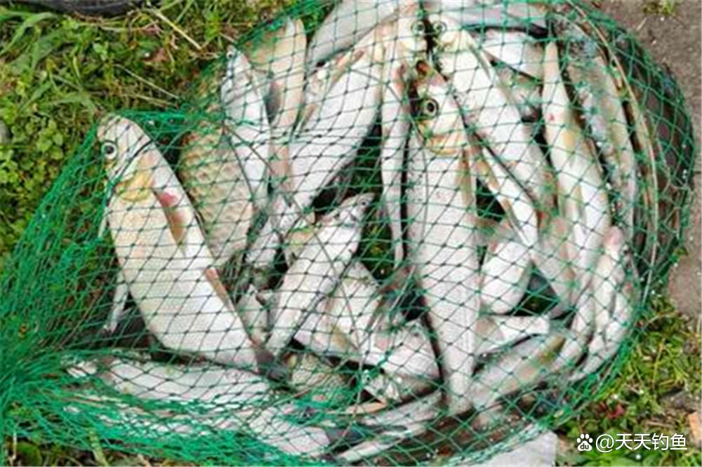手竿野釣翹嘴，沒有比這更簡單的釣法