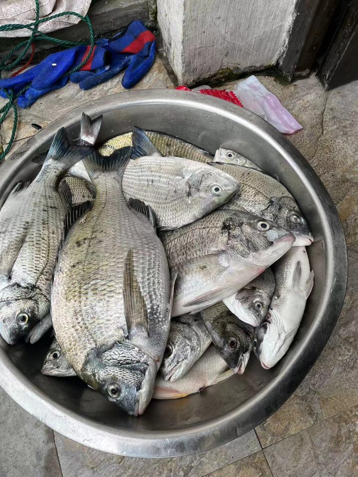 年年辦國際海釣大賽 平陽南麂島“釣”到了什么？