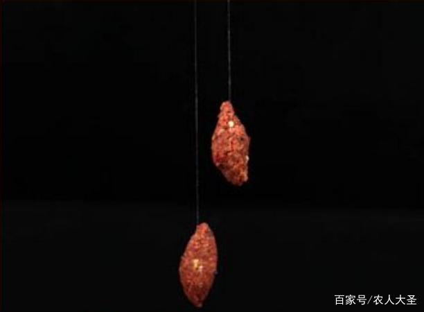 野釣如何釣鯉魚、鯽魚、骨魚