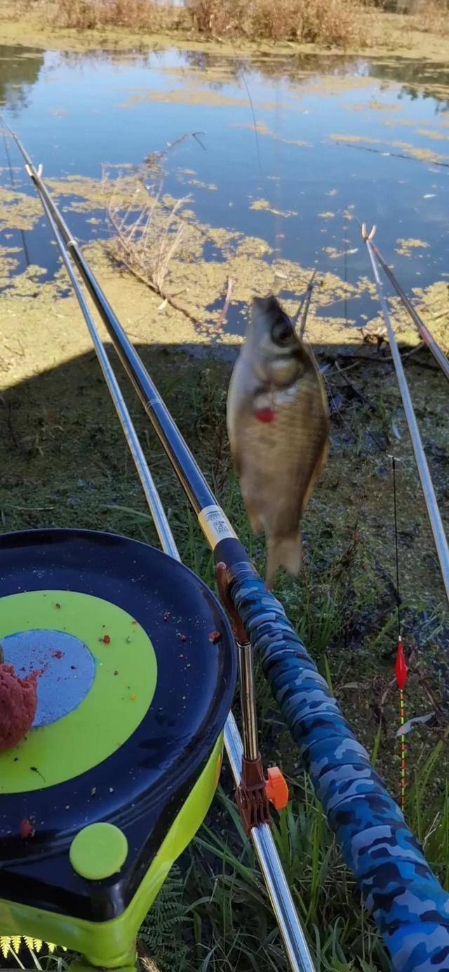 二探安寧張保友梨園水庫，有心釣鯽魚無口，無心釣獲奇怪大鯉魚
