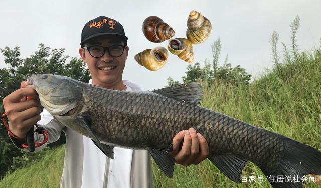 釣大青魚、螺螄、玉米粒，哪一個最好呢？釣魚用青魚餌料效果對比