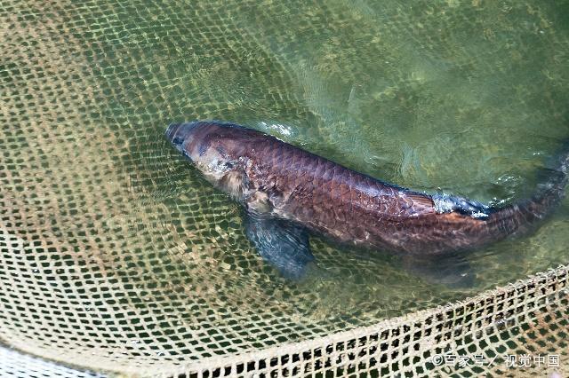 不打窩的草魚釣法，“人找魚”技巧，教你如何收獲大草魚