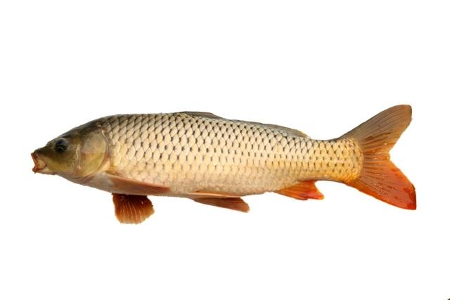 常釣的九種魚的生活習性、適宜的釣具及餌料