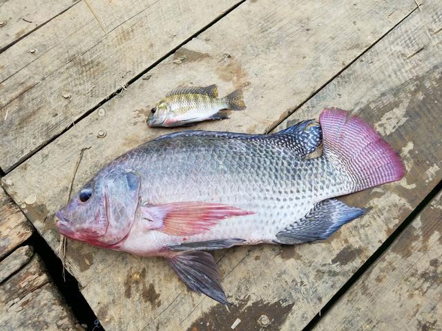 外來物種占據南方水域，這種魚一年四季都能釣，您真的會釣么？