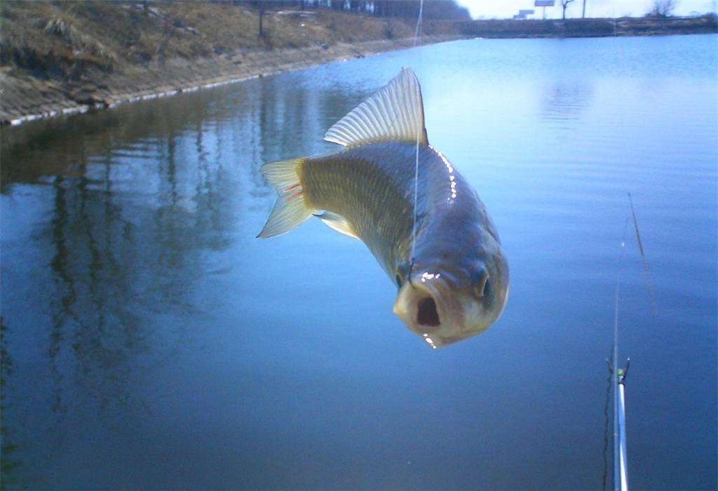 野釣鯽魚的3種偏門釣法，把握好了釣遠釣深都不怕，大降溫也能釣