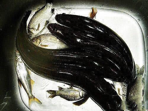 利用這種方法，一天之內我釣到過18條黑魚