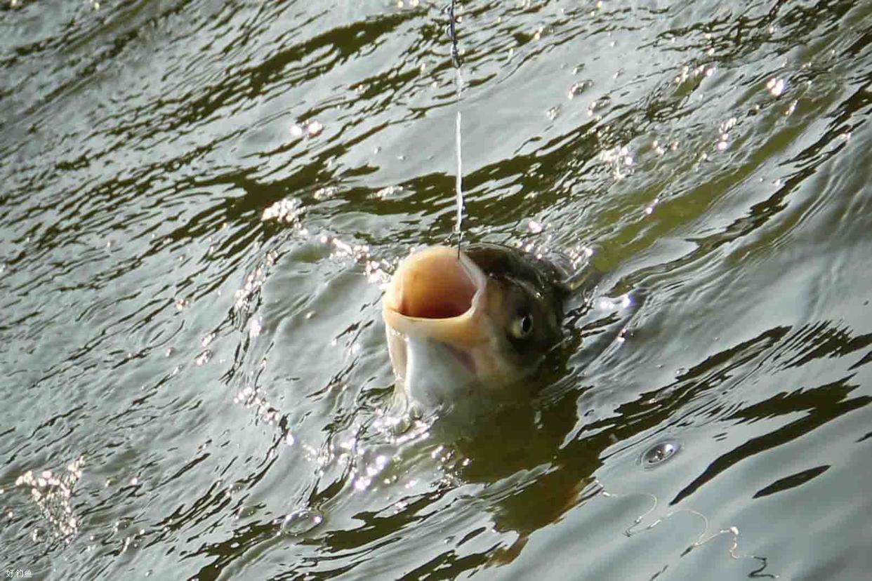 手竿釣鰱鳙：細分4個原因，避免有口不中魚的提空竿