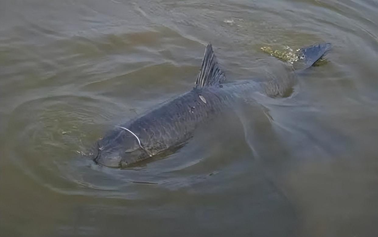 釣魚人多有大魚夢，盤點我國淡水中的“巨物”，你釣到過幾個？