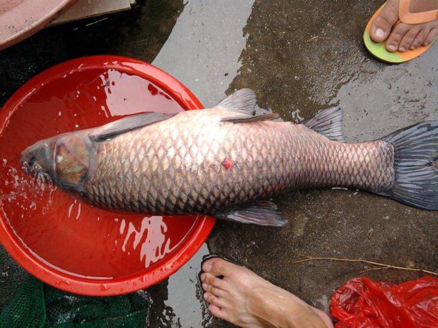 守釣大青魚，相對比螺螄，用田螺釣大青魚效果是否更好一些？