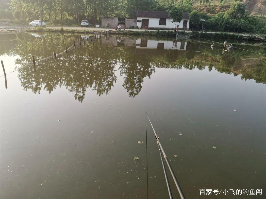 黑坑釣羅非裝備是基礎，從新魚到滑魚，詳解黑坑羅非釣法