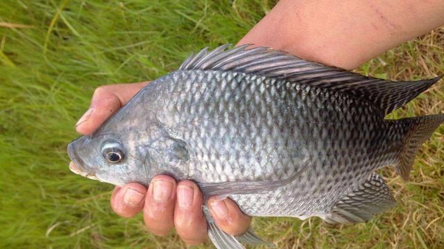 羅非魚怎么釣,你了解羅非魚的生活規律？我們來分享釣羅非的方法