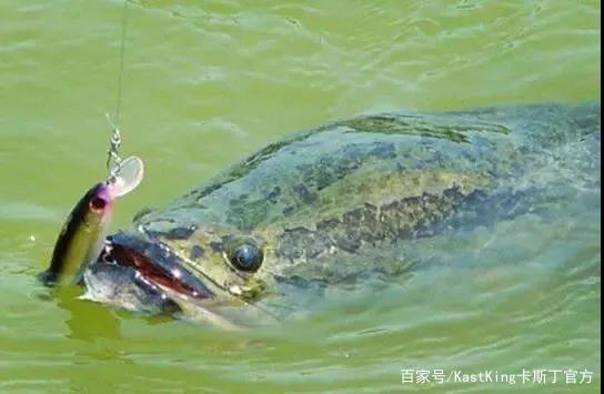 路亞釣黑魚常去這三個地方，開竿就有魚