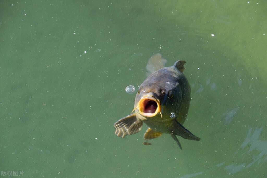 入秋了，垂釣鯉魚有技巧，想釣大鯉魚要了解這些技巧