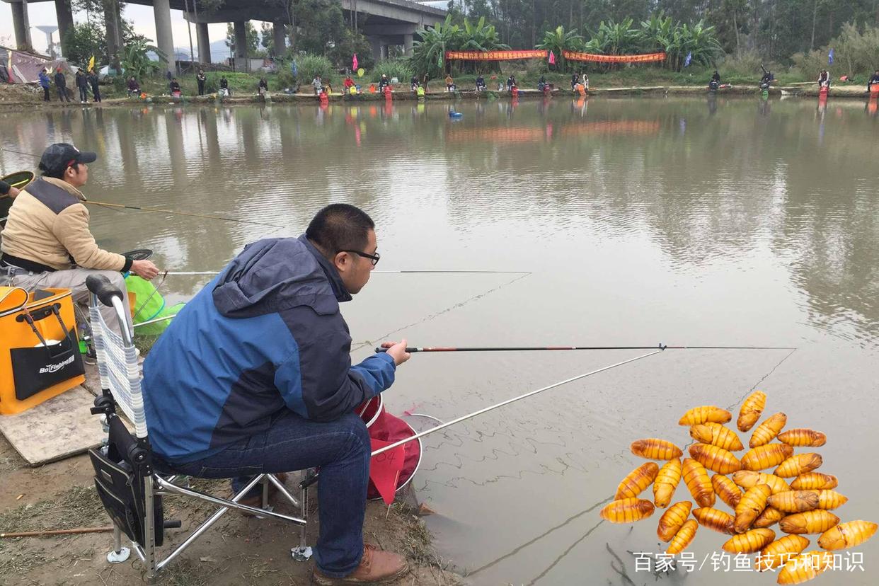 中秋以后釣魚餌料要加腥，哪些腥味輔助餌料最好用？腥味餌料盤點