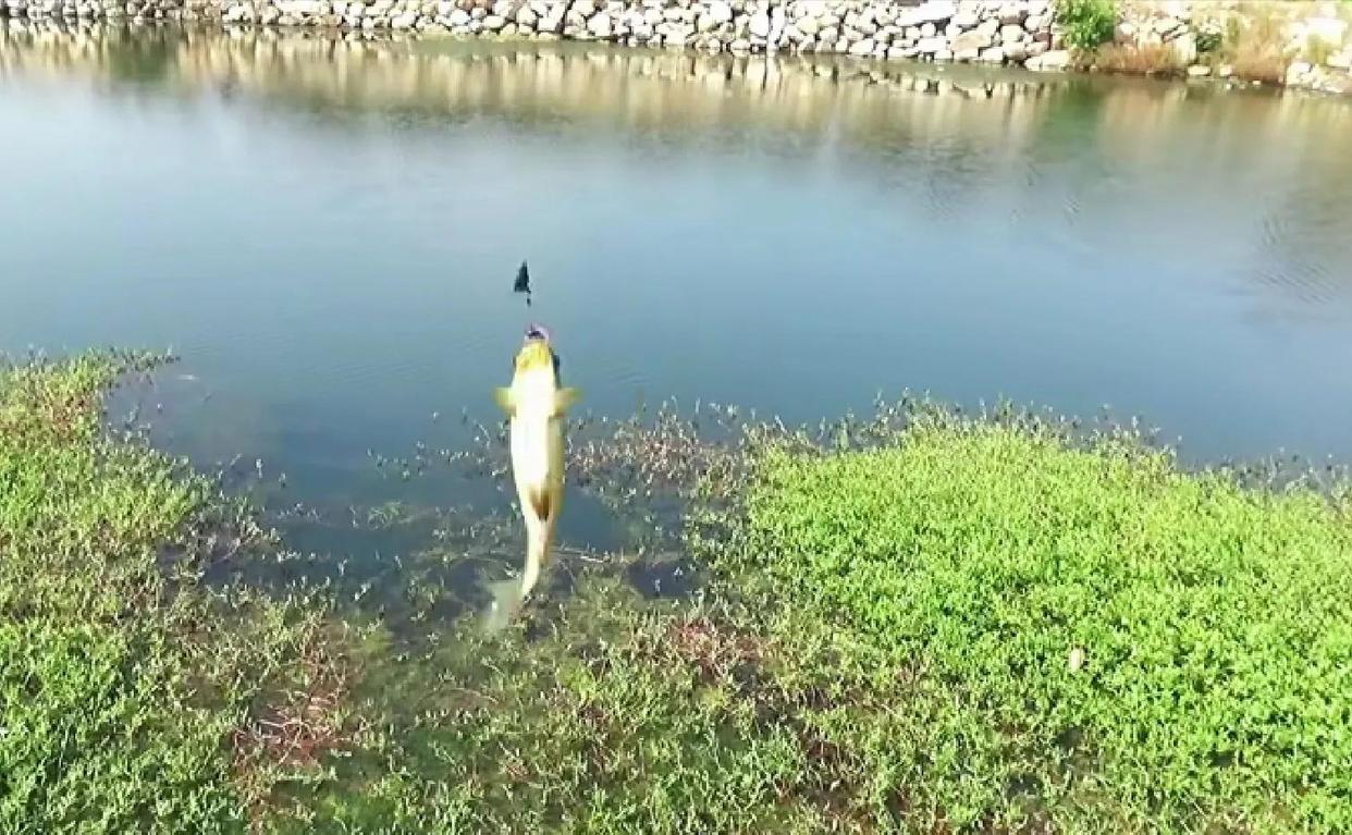 春季野釣鯽魚，選擇釣位并不難，就找這三種位置作釣！