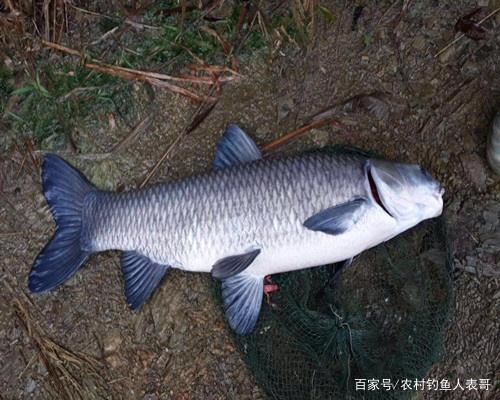 夏季做好這五點，野釣容易上青魚，淺談夏季野釣青魚的五大技巧
