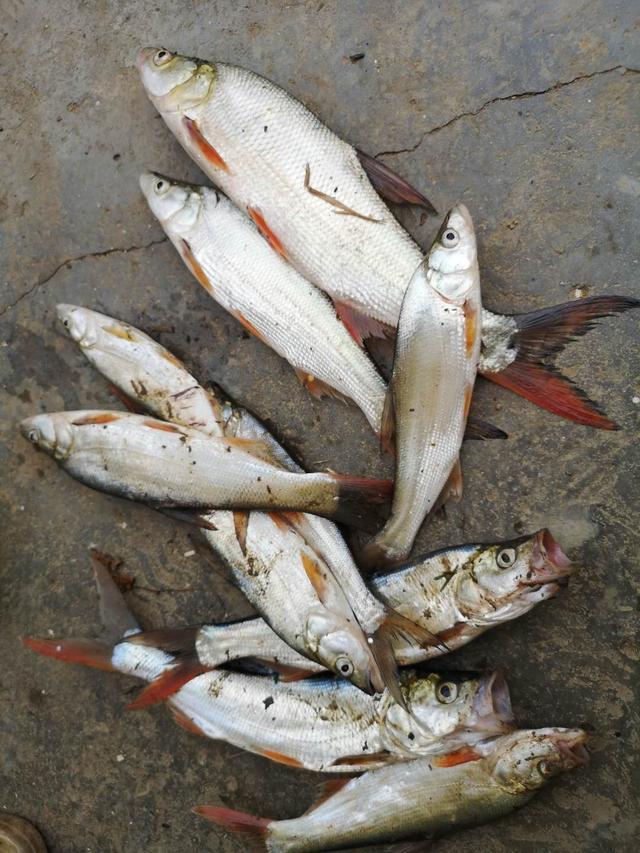 秋季釣翹嘴攻略，這三個方法專門針對翹嘴，走空是不可能的