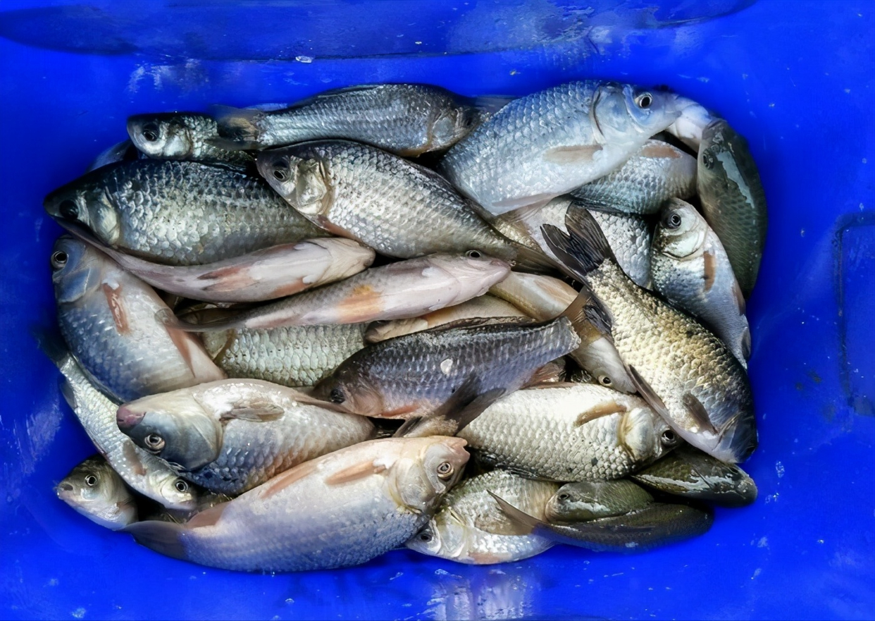 可拉可搓，可窩可釣，這幾款釣魚王餌料配方，都挺好用