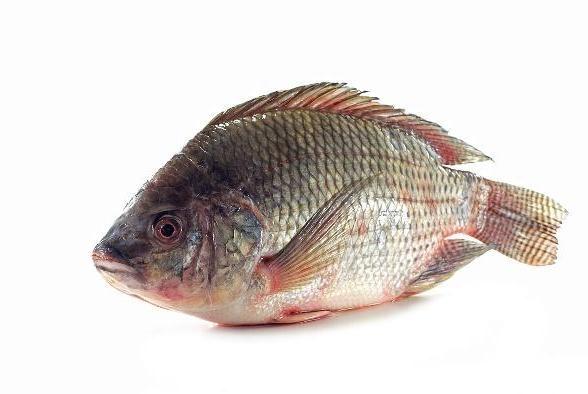垂釣羅非魚，發現羅非是傻魚，一釣就上鉤