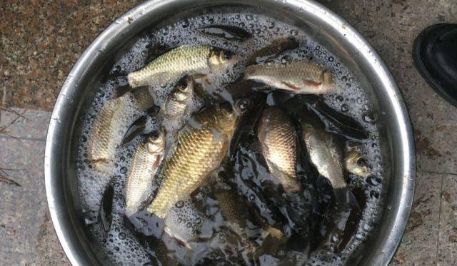 鯽魚怎么釣？掌握這4個技巧，釣多少你來定